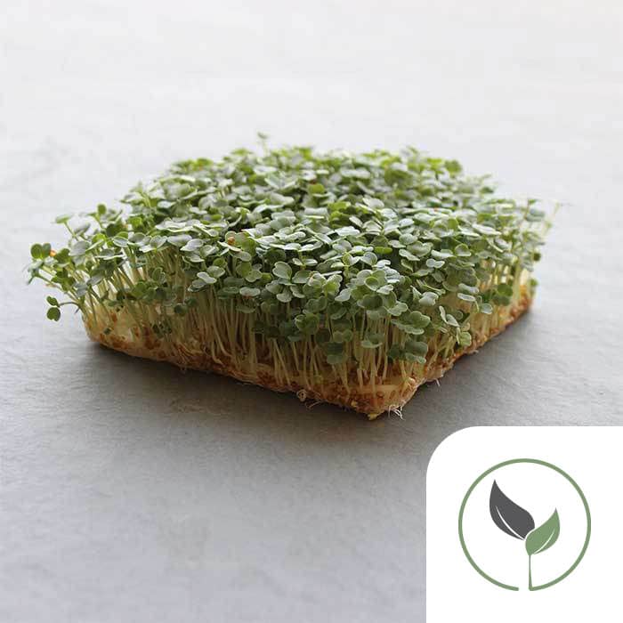 Arugula