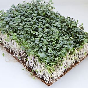 Kale Microgreen Salad
