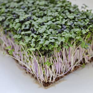 Superfood - Microgreens Blend