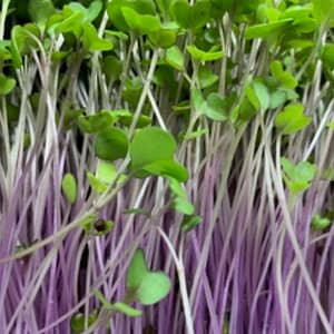 Kohlrabi - Purple Vienna
